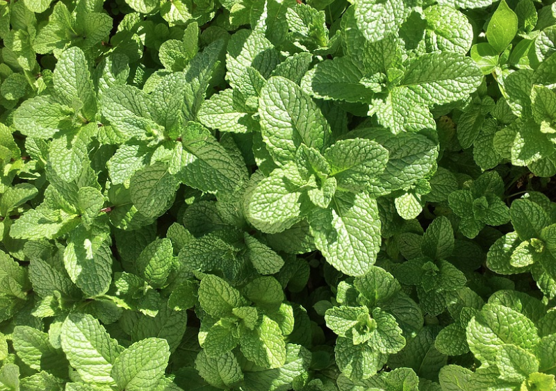 mint mint